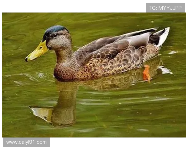 动物彩票开奖技巧与中奖规律深度解析